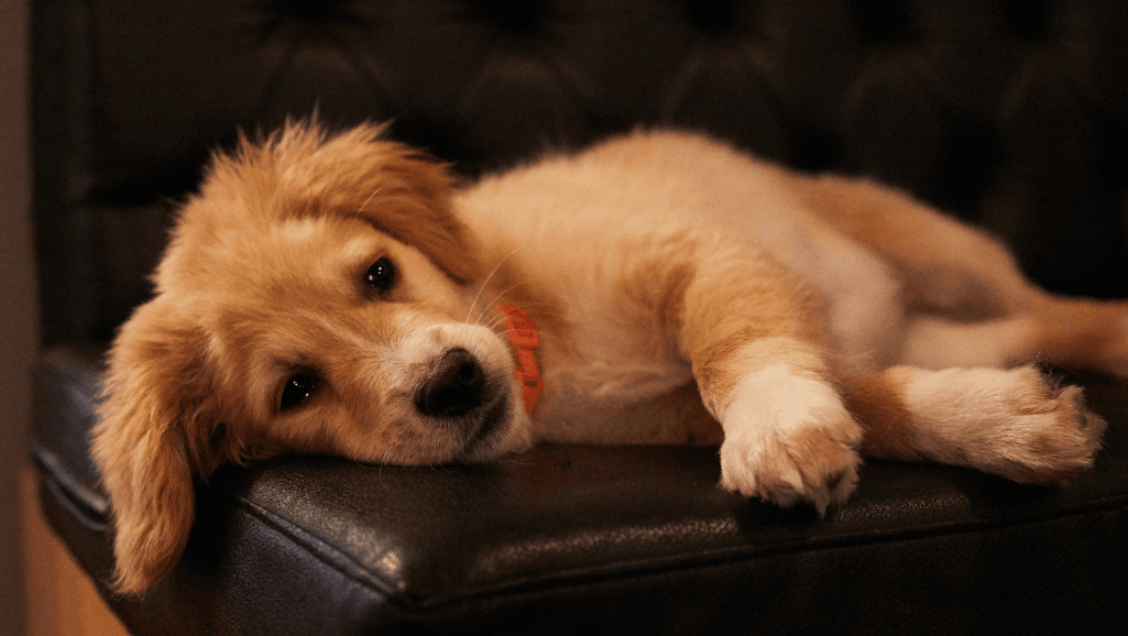 Prognosis of Pancreatitis in Dogs