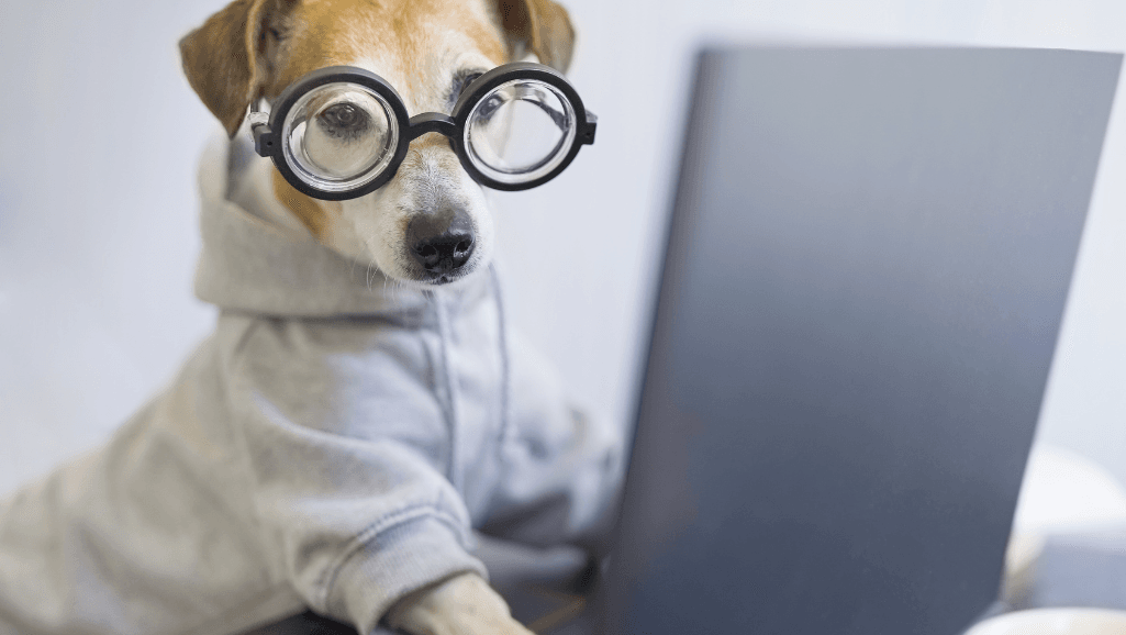 Seizure Management in Dogs