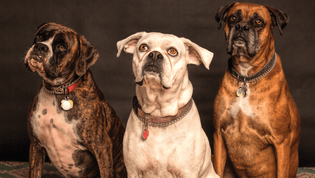 Signs of Overheating in Dogs