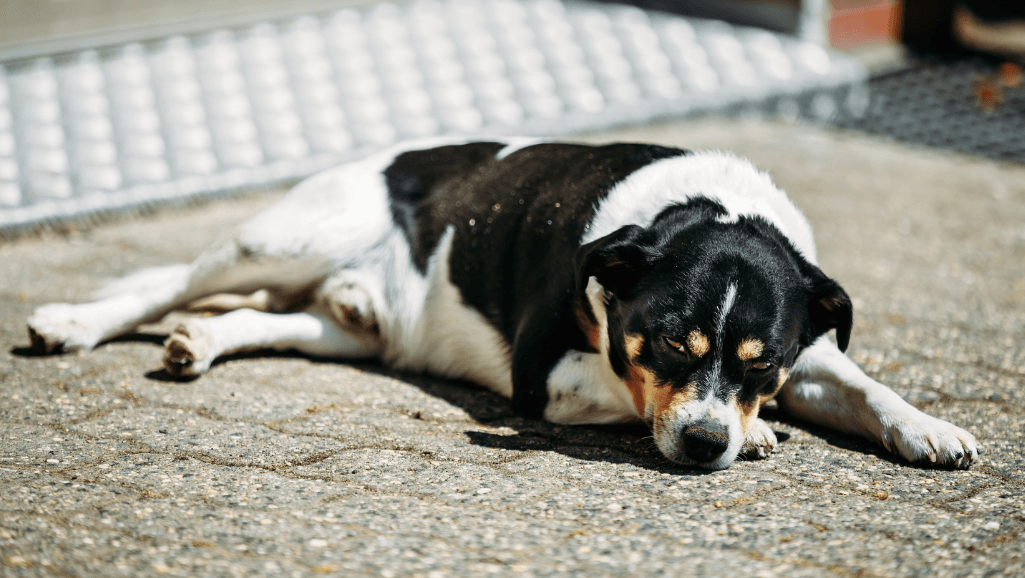 Summer Heat Exhaustion in Dogs
