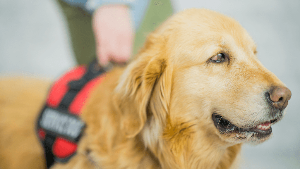 Supportive Care for Parvo