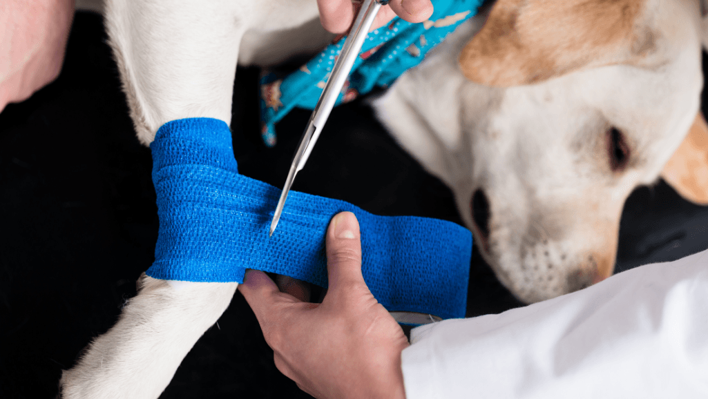 Symptoms of ACL Injury in dogs