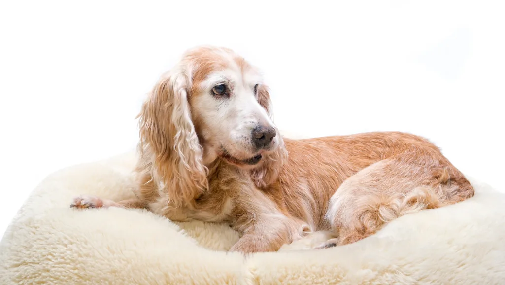 Symptoms of Arthritis in Dogs