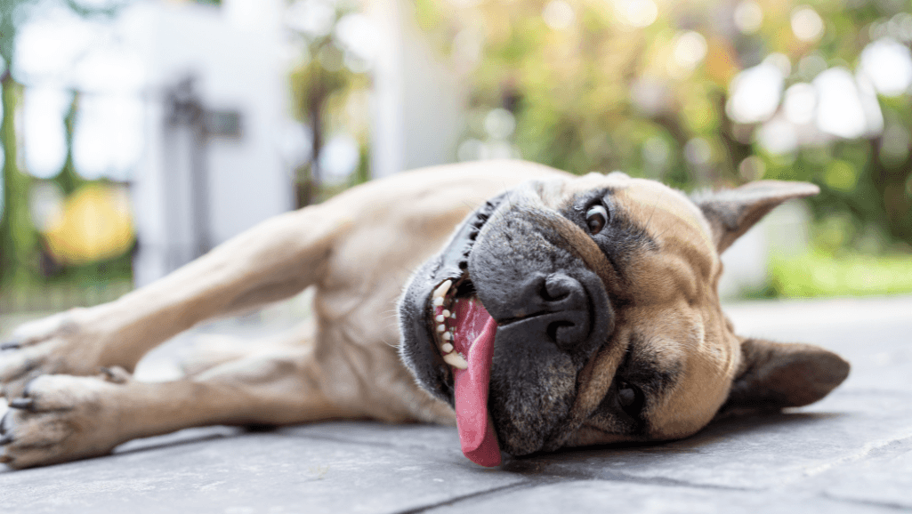 Symptoms of Heat Stroke in Dogs