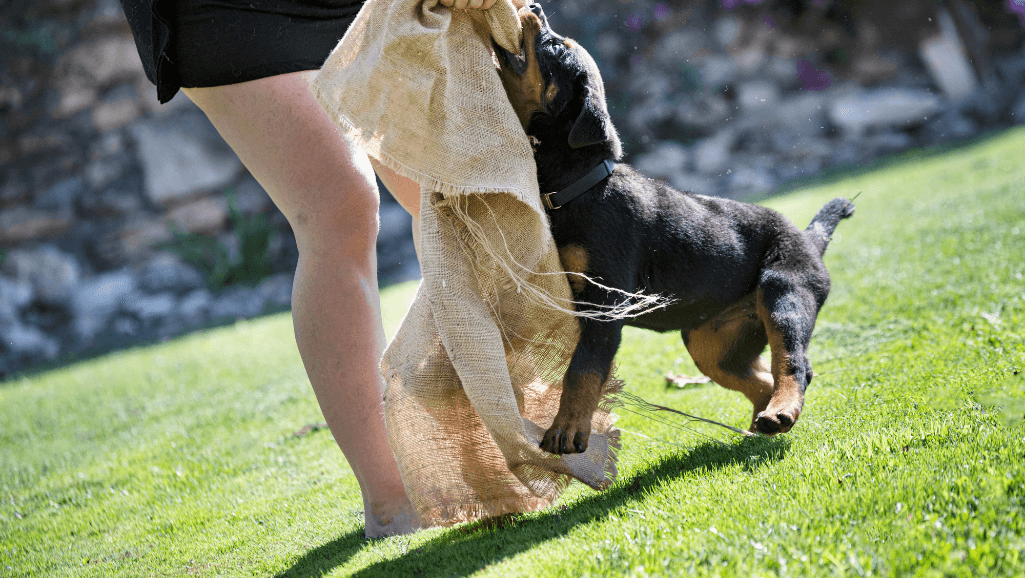 Training methods for puppy biting