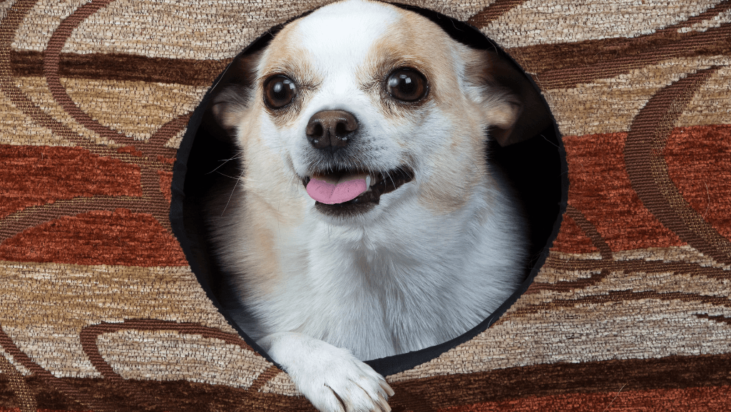 Transmission of kennel cough