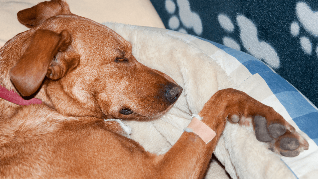 Treatment and Management of Conjunctivitis in Dogs 