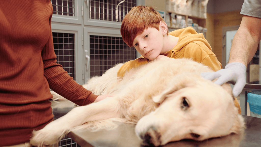 Treatment of UTIs in dogs