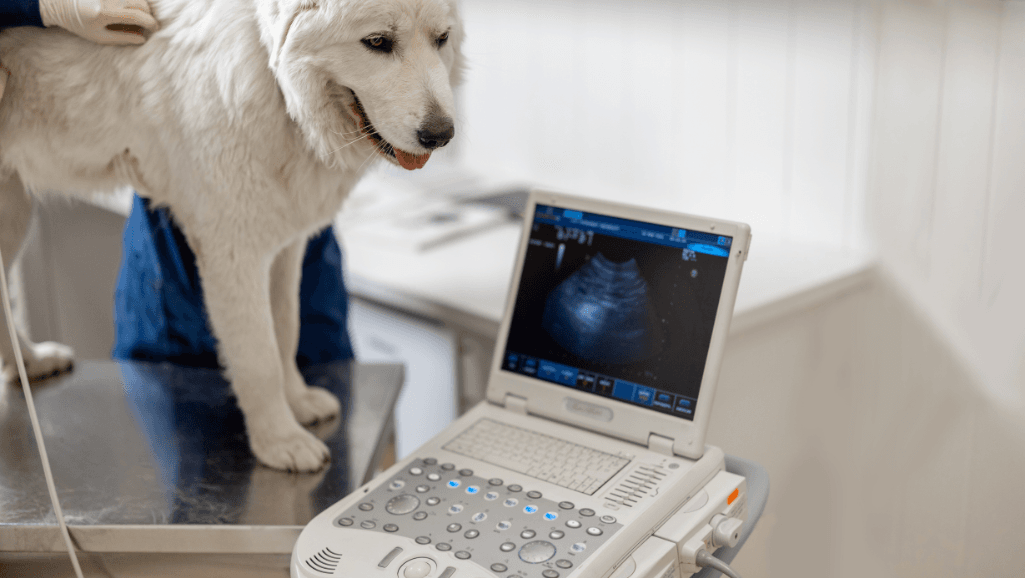 Ultrasound for Pancreatitis in Dogs