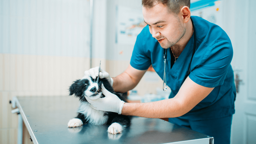 Veterinary Specialists