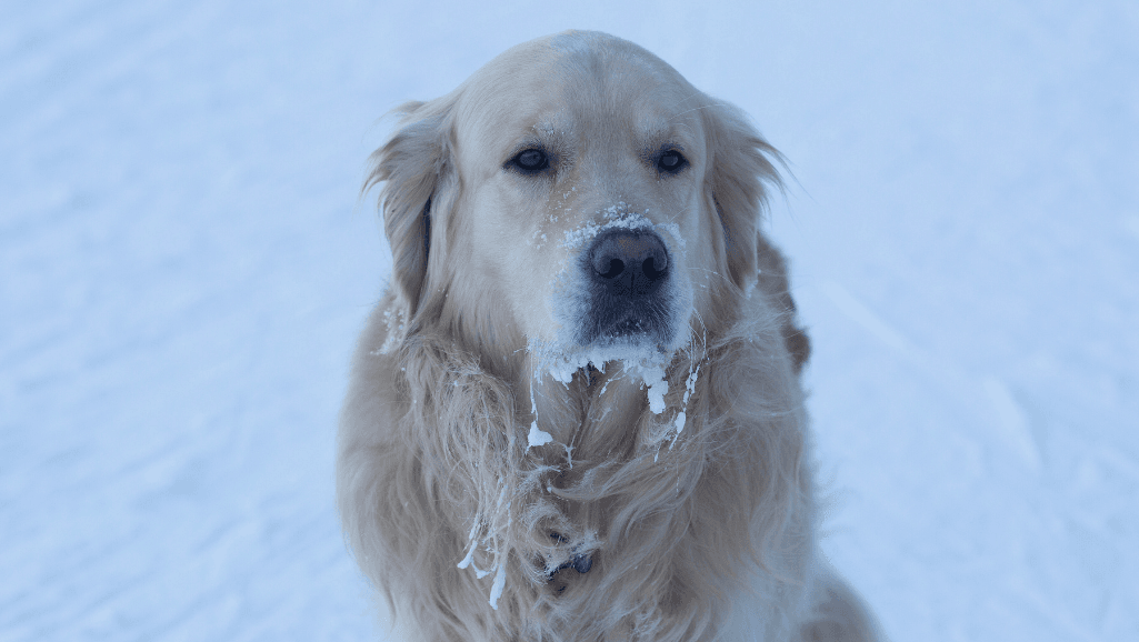 Vulnerable Dogs in Cold Weather