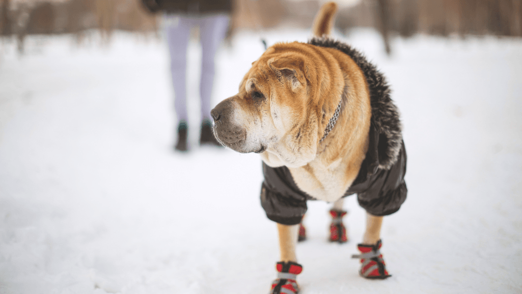 Winter Clothes for Dogs