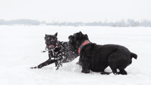 Winter Hypothermia in Dogs