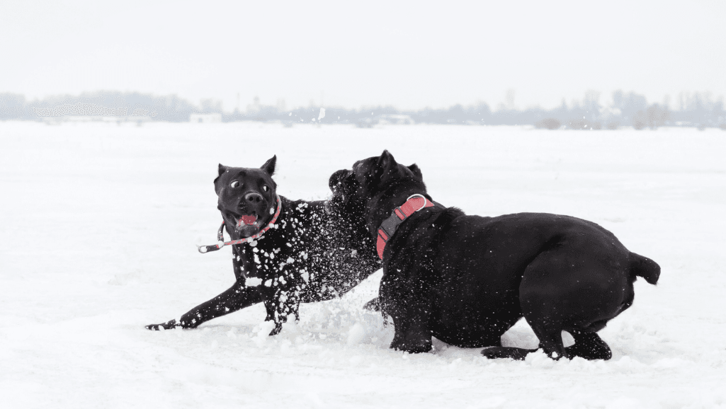 How to Protect Your Dog from Winter Hypothermia 1 Winter Hypothermia in Dogs
