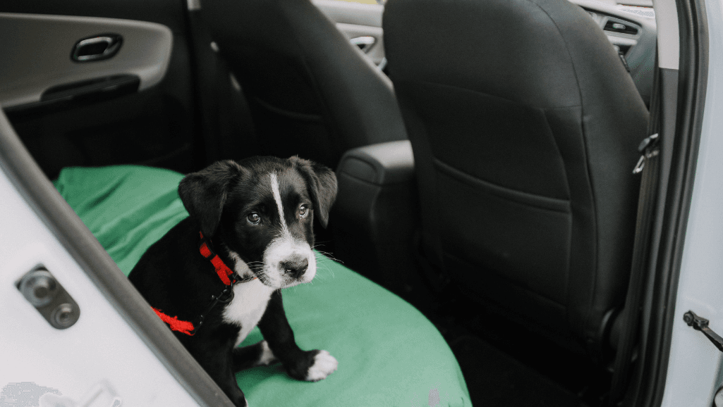 adjustable dog ramp for car side door