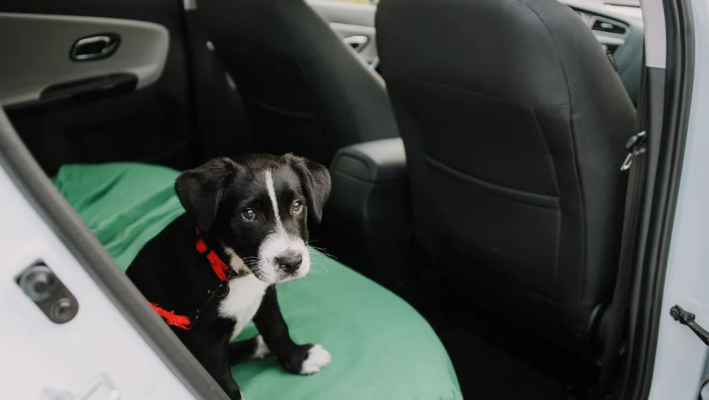 adjustable dog ramp for car side door adjustable dog ramp for car side door