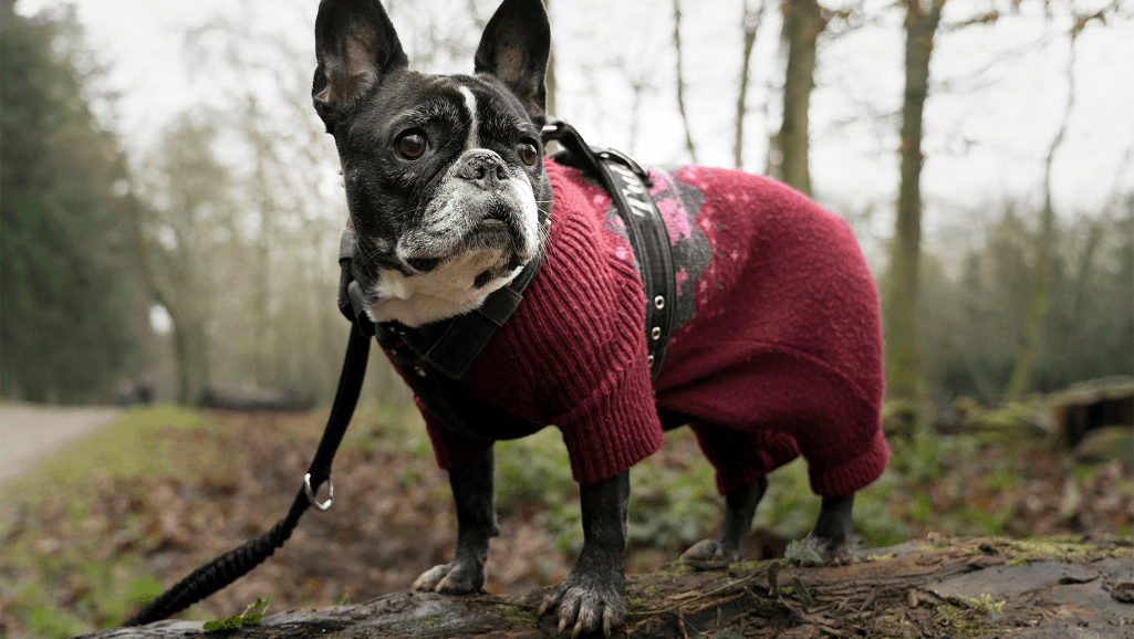 affordable animal braces