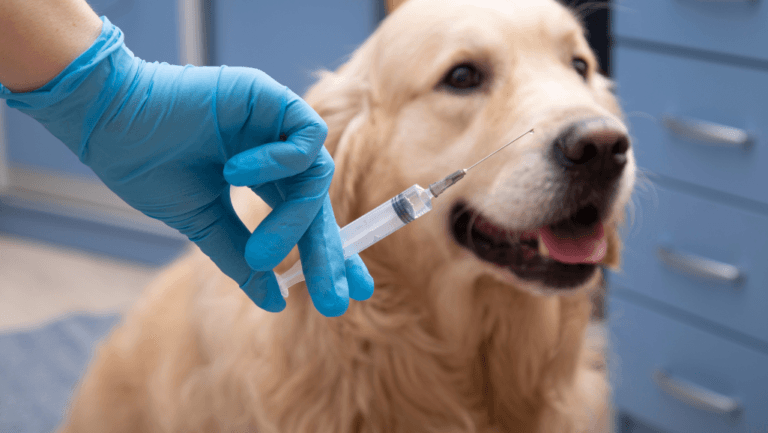 Is Aspirin Safe for Dogs? Dosage & Risks Guide 1 aspirin for dogs