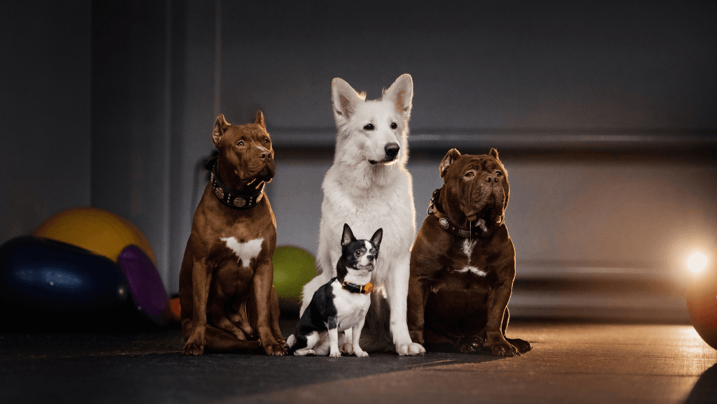 brachycephalic breeds