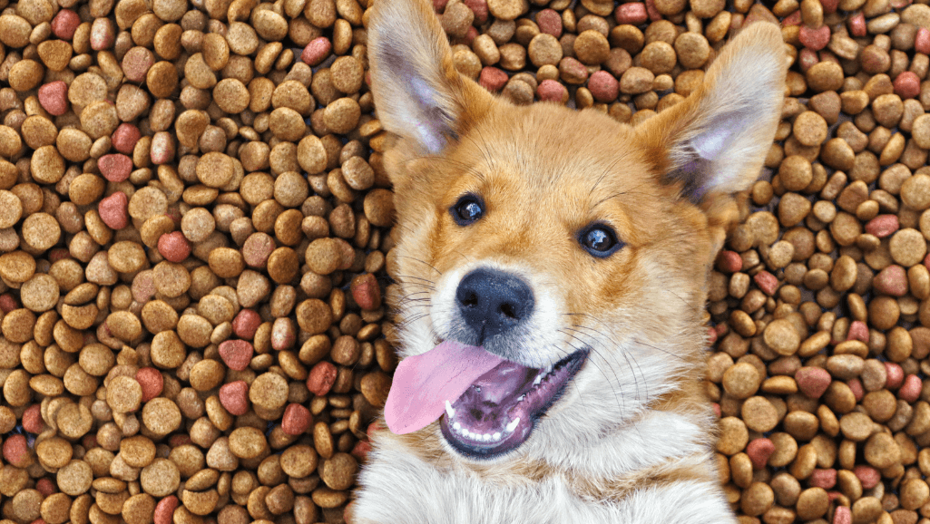 calculating dog food quantity