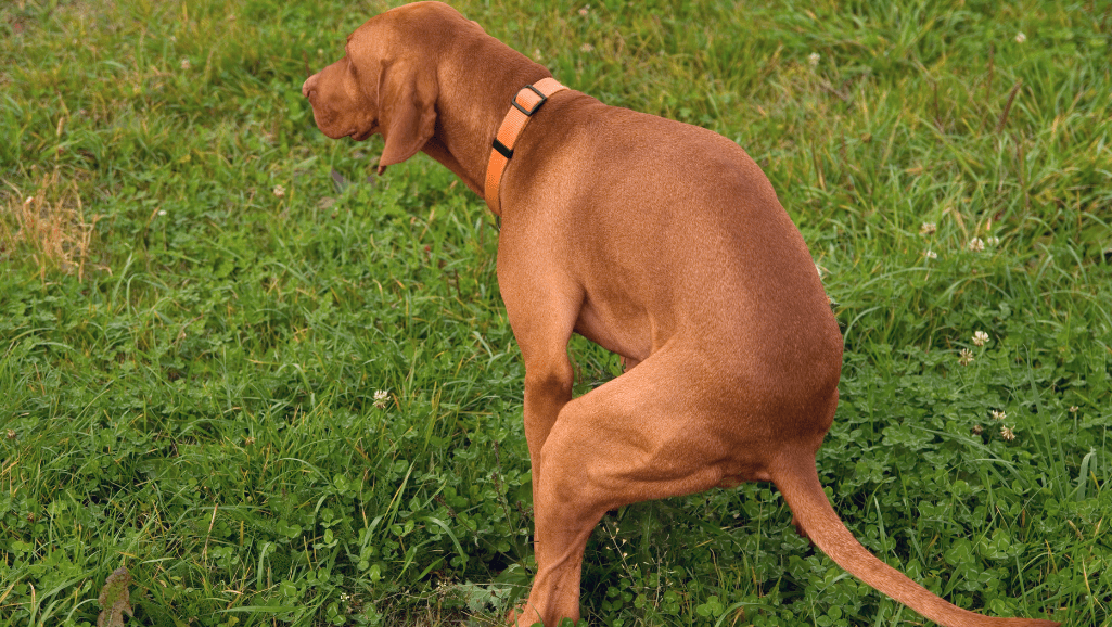 canine pain symptoms