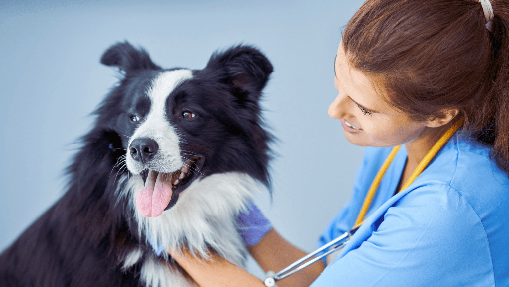 clinical signs of Canine Dementia