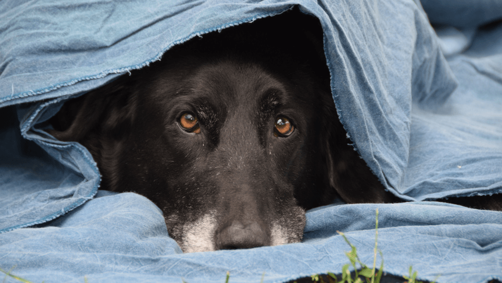 dog appropriately