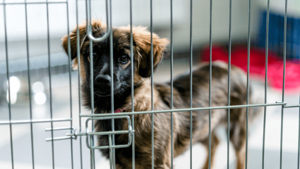 dog crate in house