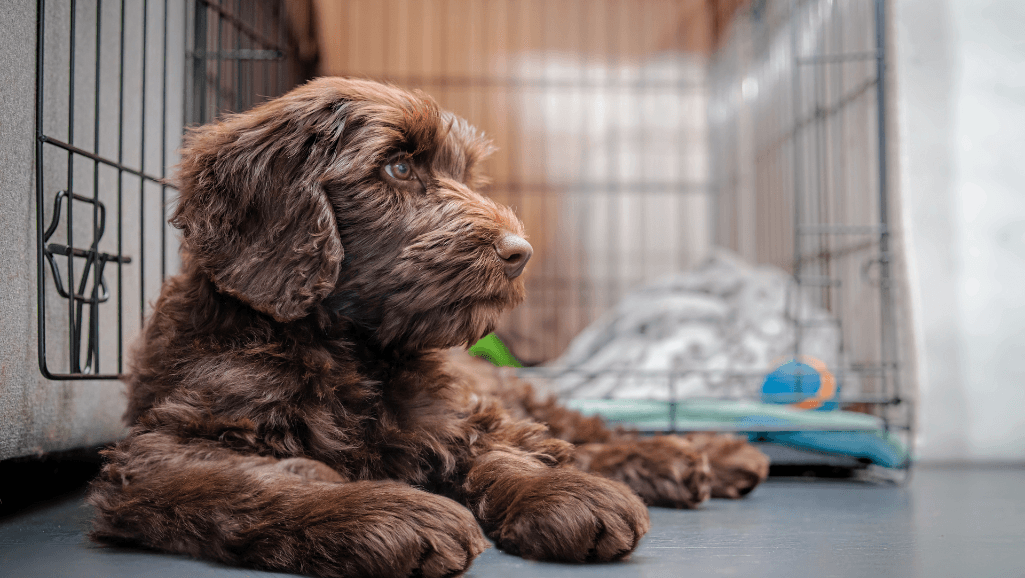 dog crate positioning in a living room