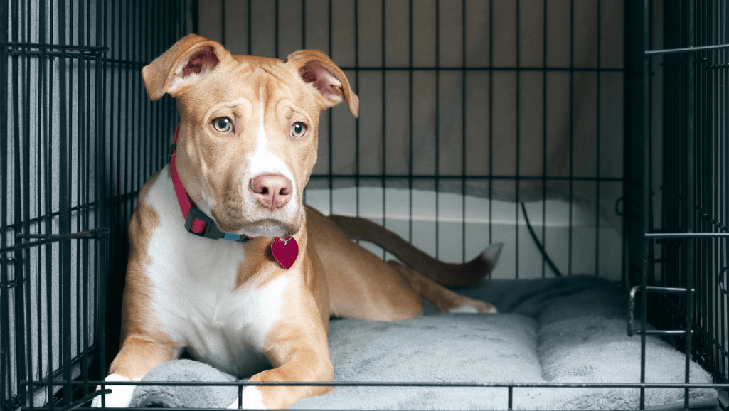 dog crate size guide
