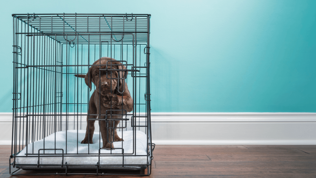 dog crate size guide
