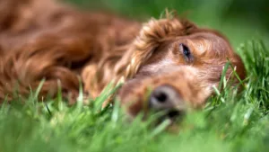 dog dementia euthanasia