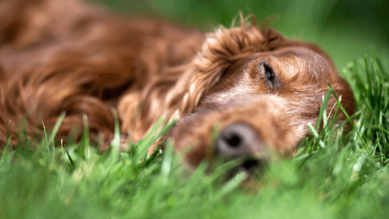 Dog Dementia Euthanasia: When to Say Goodbye 73 dog dementia euthanasia