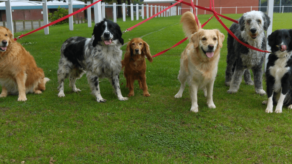 dog fitness calculator