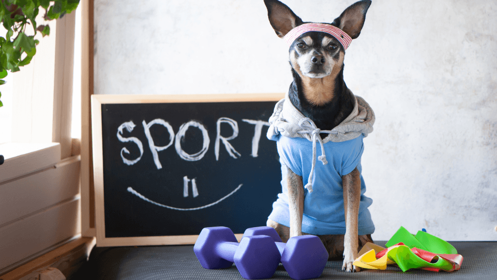 dog fitness calculator