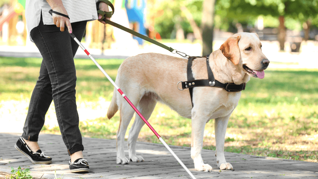 dog food sizing guide