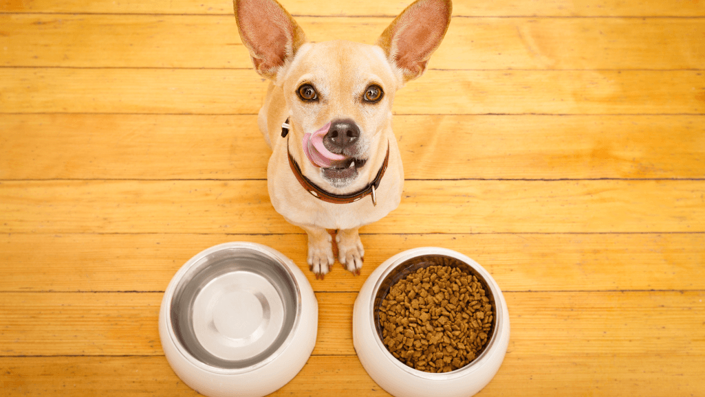 dog food weight converter