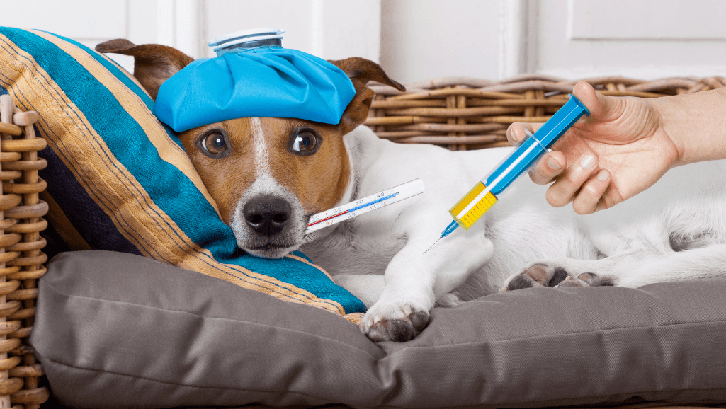 dog illness symptoms