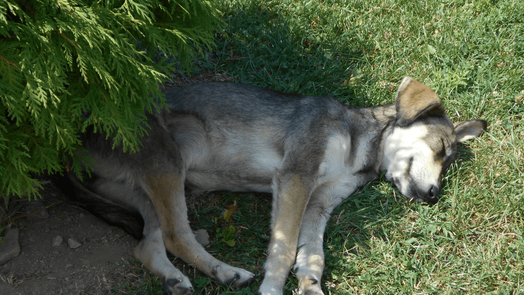 dog-in-shade