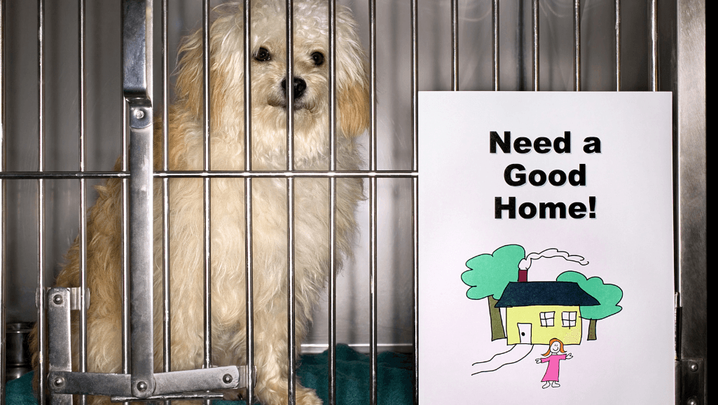 dog kennel indoors with accessories