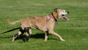dog knee brace
