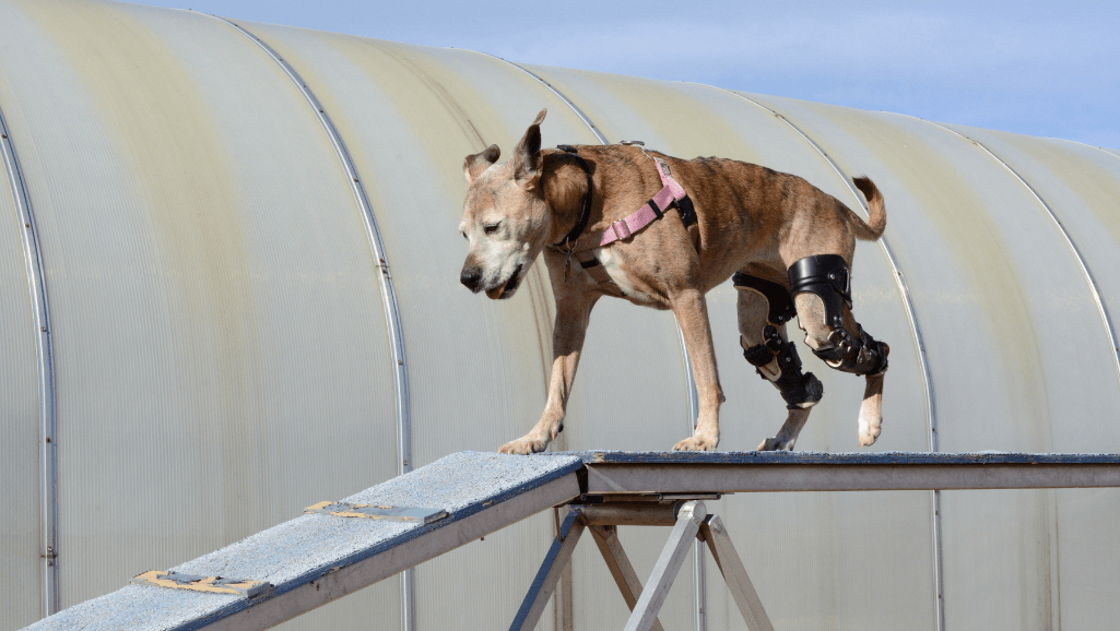 dog knee surgery recovery brace