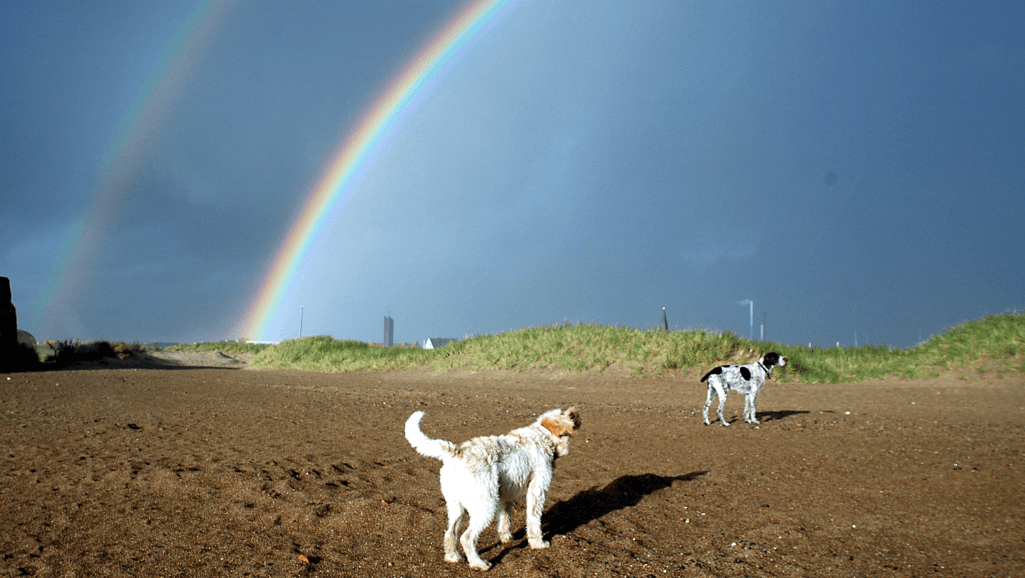 dog rainbow bridge quotes