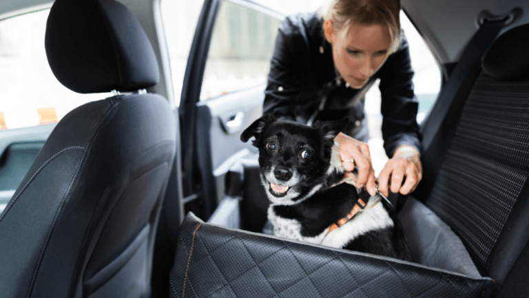 Best Portable Dog Ramp for Car: Easy Loading Solution 79 dog ramps for car