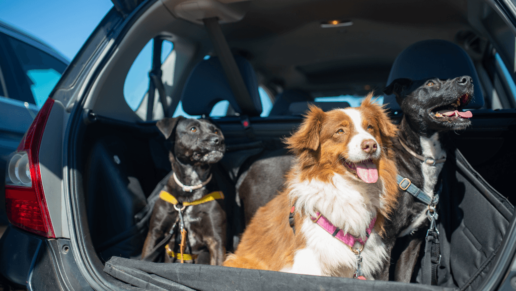 dog using adjustable dog ramp to enter car