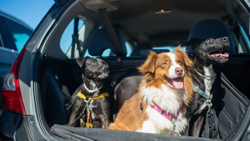 dog using adjustable dog ramp to enter car dog using adjustable dog ramp to enter car