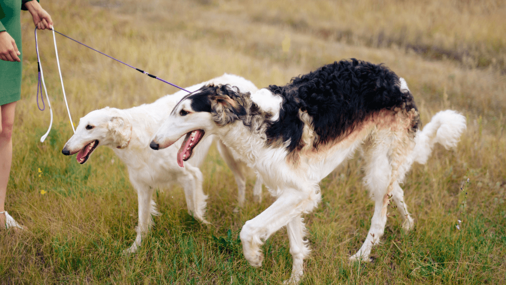 dog walking duration calculator