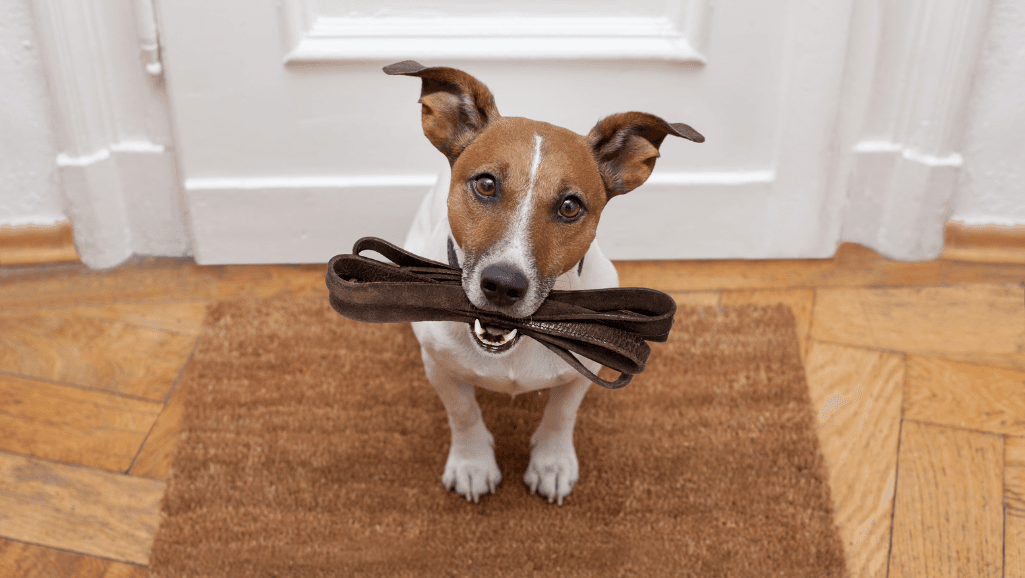dog walking duration calculator