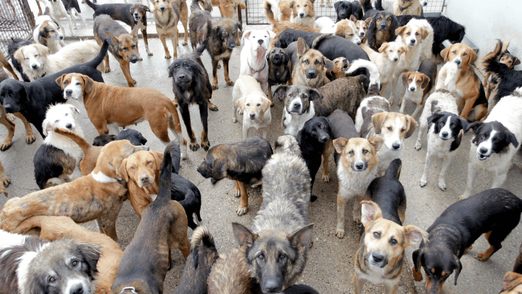 dogs at risk of heat stroke