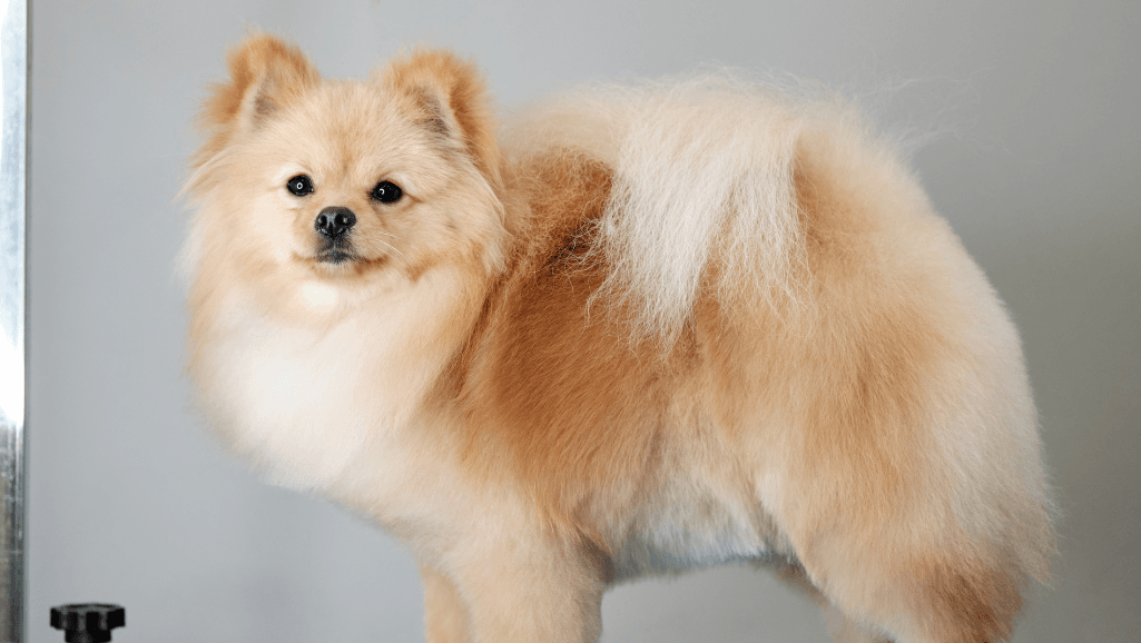 double-coated dogs